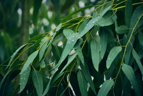 Huile essentielle d'eucalyptus citronné