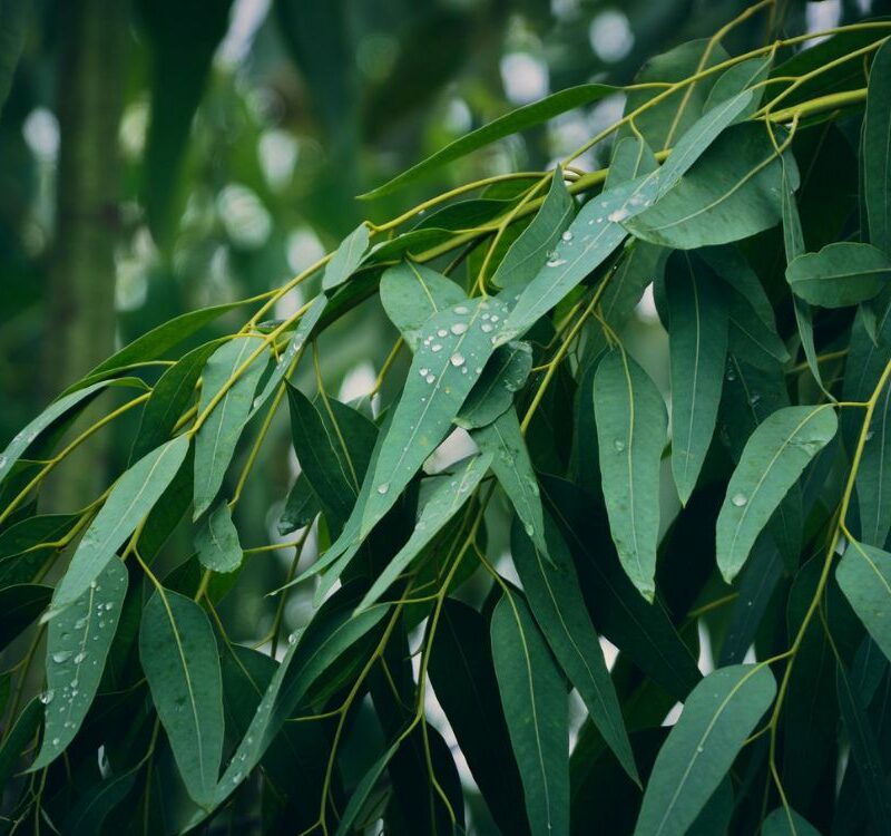 Huile essentielle d'eucalyptus citronné